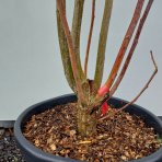 Albízia ružová (Albizia Julibrissin) ´OMBRELLA´® - výška 180-200 cm, kont. C35L - VIACKMENNÁ